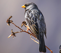 Birdwatching at the Colca Canyon